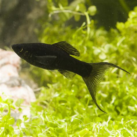 黑瑪麗魚|黑玛丽